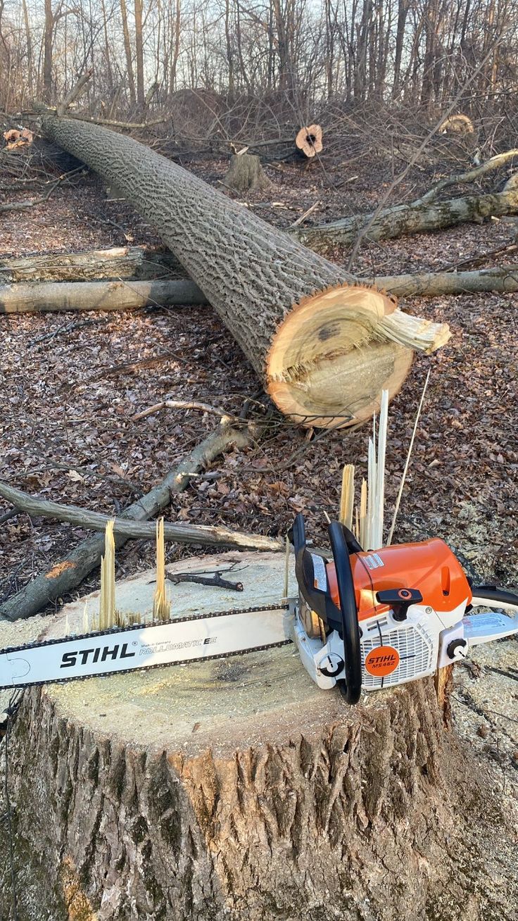 Tim Brosnan, ISA Certified Arborist and owner of Brosnan Tree