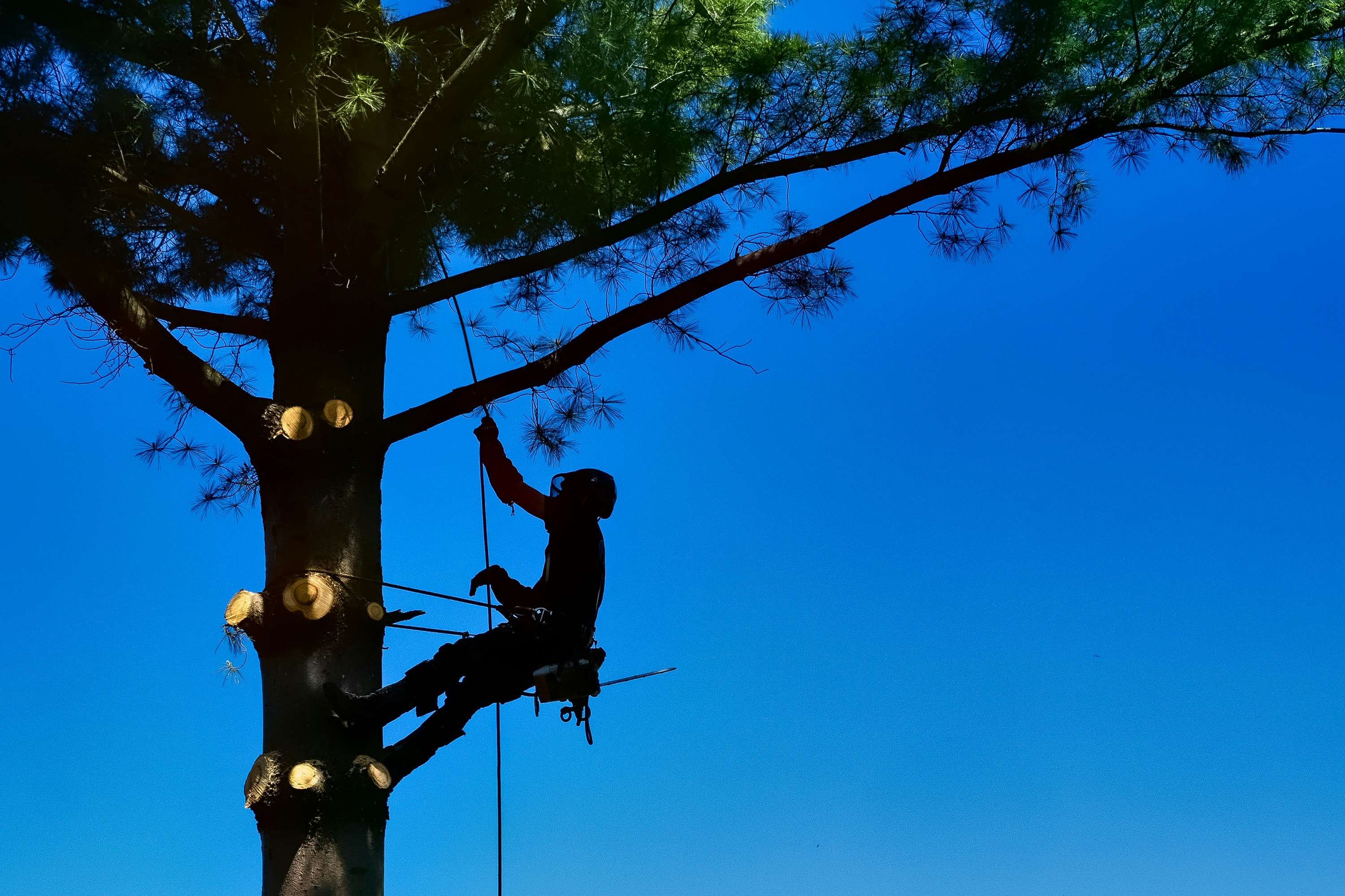 Emergency Tree Services