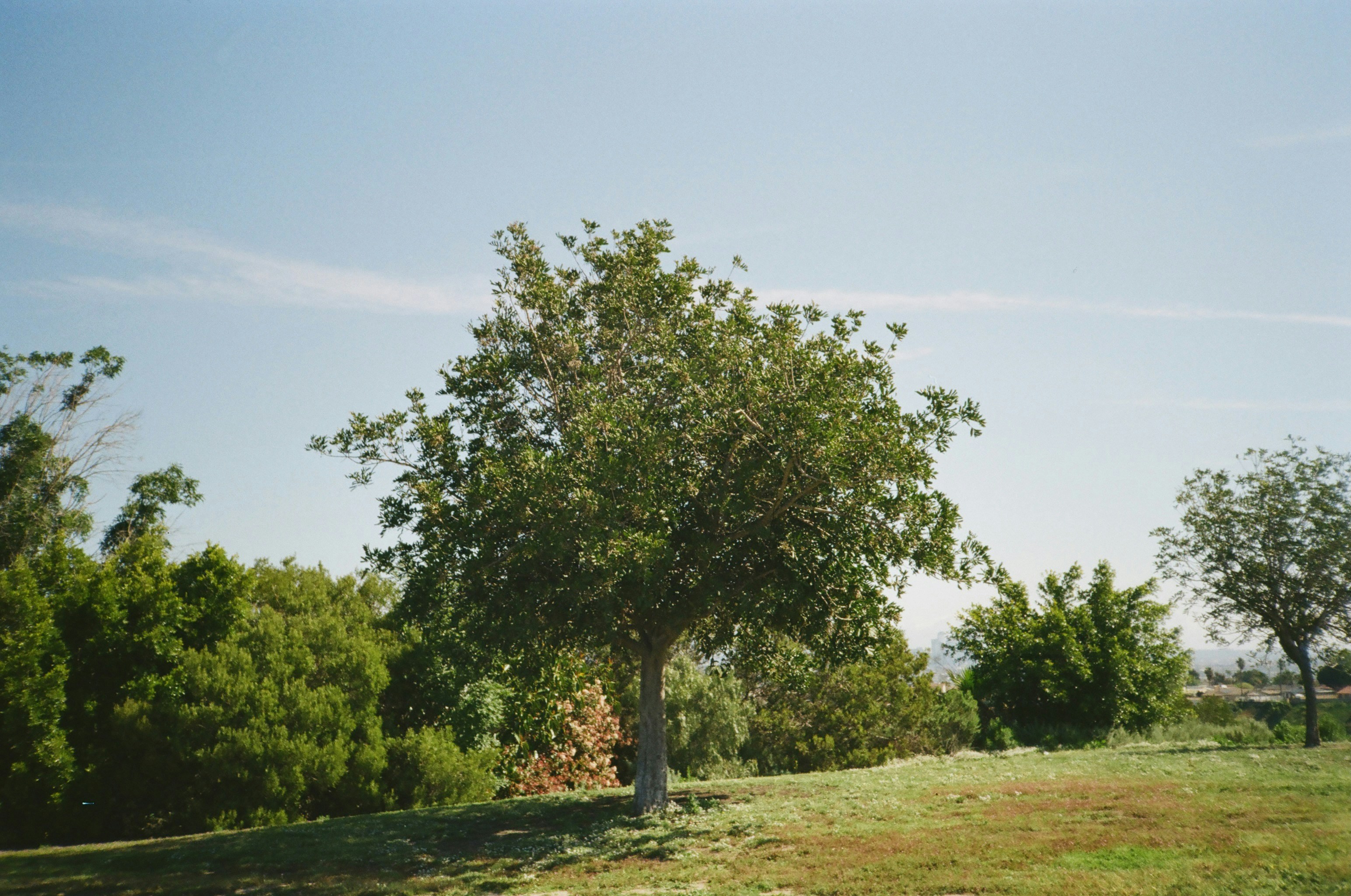 Native Tree Care